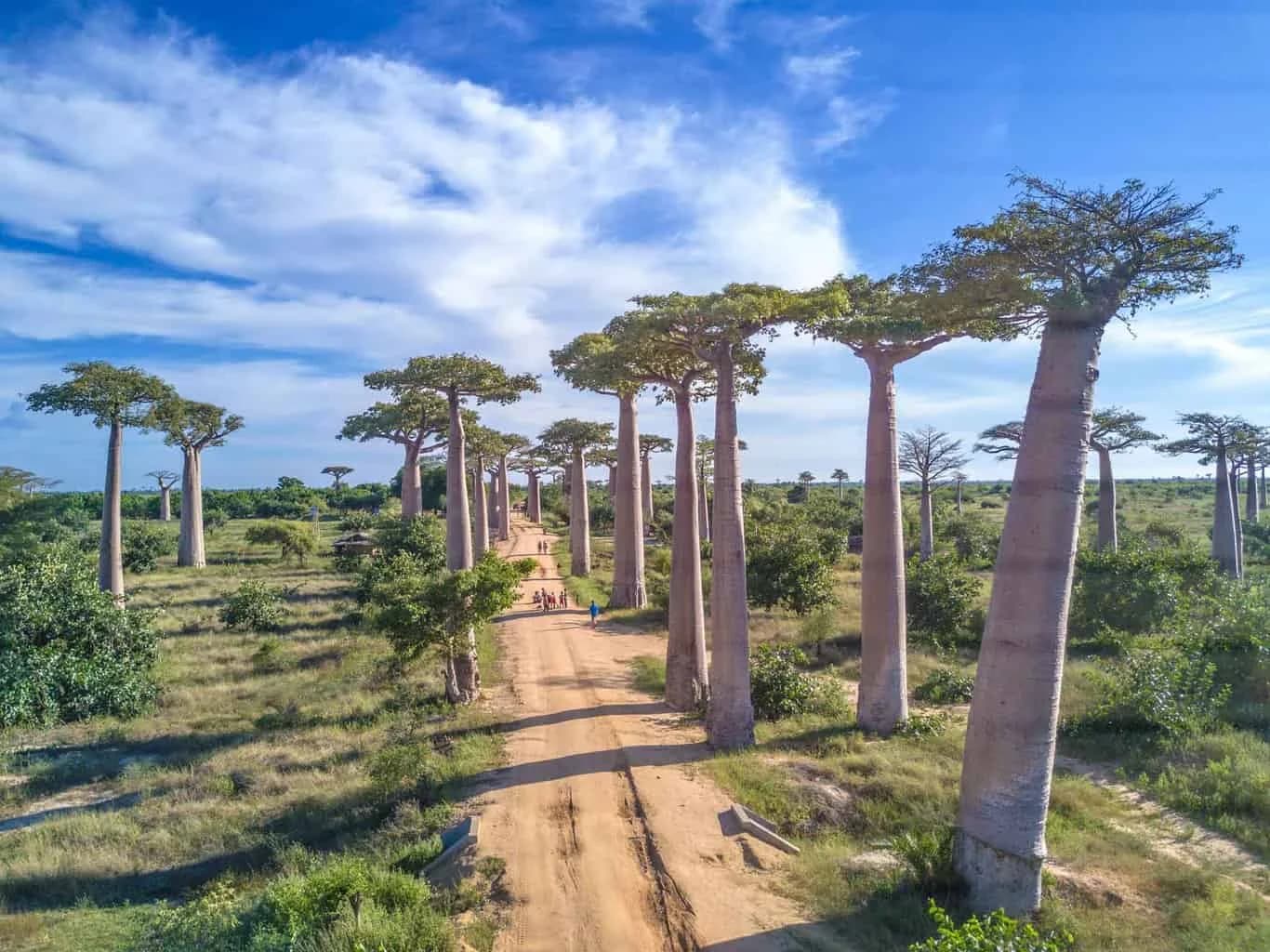 Avenue of the Baobabs — Madagascar